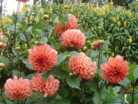 The Ethereal Beauty of Dazzling Madh Dahlias: A Visual Delight